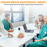 Load image into Gallery viewer, BEAMNOVA Human Brain Model for Teaching Neuroscience with Vessels Life Size Anatomy Model for Learning Science Classroom Study Display Medical Model