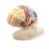 Load image into Gallery viewer, BEAMNOVA Human Brain Model for Neuroscience Teaching with Labels 2 Times Life Size Anatomy Model for Learning Science Classroom Study Display Medical Model