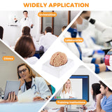 Load image into Gallery viewer, BEAMNOVA Human Brain Model for Teaching Neuroscience with Vessels Life Size Anatomy Model for Learning Science Classroom Study Display Medical Model