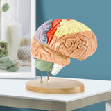 Load image into Gallery viewer, BEAMNOVA Human Brain Model for Neuroscience Teaching with Labels 2 Times Life Size Anatomy Model for Learning Science Classroom Study Display Medical Model
