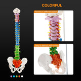 Load image into Gallery viewer, Flexible Anatomy Spine Model 85cm/33.46in Bendable with Holder Stand Colored Vertebrae Lumbar Spine Model with Nerves for Chiropractors Life Size