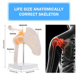 Load image into Gallery viewer, Shoulder Model Anatomical Skeleton Life Size Human Anatomy with Ligaments Joint Bone Functional Medical Model