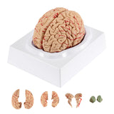 Load image into Gallery viewer, Human Brain Model for Teaching Neuroscience with Vessels Life Size Anatomy Model for Learning Science Classroom Study Display Medical Model