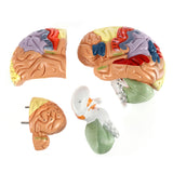 Load image into Gallery viewer, Human Brain Model for Neuroscience Teaching with Labels 2 Times Life Size Anatomy Model for Learning Science Classroom Study Display Medical Model