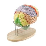 Load image into Gallery viewer, Human Brain Model for Neuroscience Teaching with Labels 2 Times Life Size Anatomy Model for Learning Science Classroom Study Display Medical Model