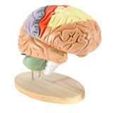 Load image into Gallery viewer, Human Brain Model for Neuroscience Teaching with Labels 2 Times Life Size Anatomy Model for Learning Science Classroom Study Display Medical Model