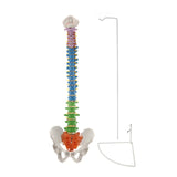 Load image into Gallery viewer, Flexible Anatomy Spine Model 85cm/33.46in Bendable with Holder Stand Colored Vertebrae Lumbar Spine Model with Nerves for Chiropractors Life Size