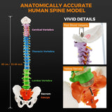 Load image into Gallery viewer, BEAMNOVA Flexible Anatomy Spine Model 85cm/33.46in Bendable with Holder Stand Colored Vertebrae Lumbar Spine Model with Nerves for Chiropractors Life Size